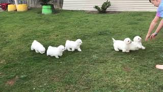 BICHON FRISE PURE BRED PUPPIES 10 WEEKS OLD 2872019 [upl. by Rocray]