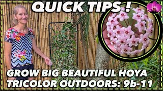 GROWING HOYA TRICOLOR OUTDOORS A complete guide [upl. by Spielman76]