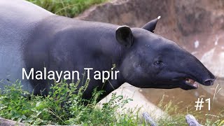 Malayan Tapir quotLocoquot 20240926／Yokohama Zoological Gardens quotZoorasiaquot ／4K [upl. by Lesser]