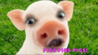 PIGS PIGS PIGS FOR KIDS [upl. by Beverlee]