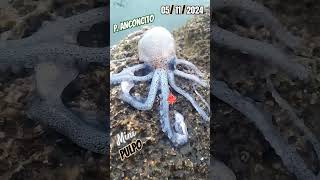 Encontré un Mini Pulpito🐙 Puerto Anconcito LuiggiC27 [upl. by Peter]