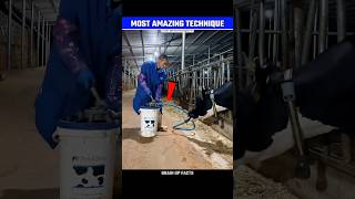 Amazing Technique For Dairy Cows😱 [upl. by Odlaumor]