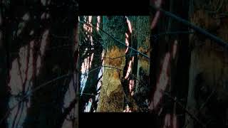 Beaver evidence nature shortsvideo wildlife [upl. by Latoniah]