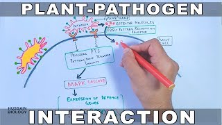 Plant Pathogen Interaction  Signalling [upl. by Nicoline]