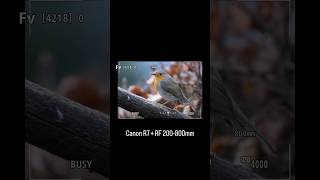 Canon R7  RF 200800mm📸 canon photography canonphotography shortvideo shortsvideo reels reel [upl. by Sarat537]