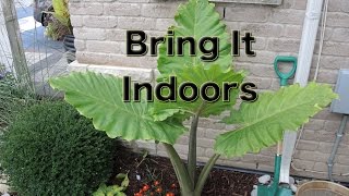 Alocasia Portora Elephant Ear  Lets dig it up and bring it Inside [upl. by High]