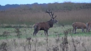 Hoge Veluwe Burlende herten  bronsttijd Eindelijk Begonnen amp Wilde Zwijnen 13 Sept 2021 [upl. by Chaim]