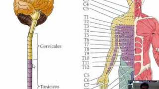 MEDULA ESPINALvideo de pruebamp4 [upl. by Nevart]