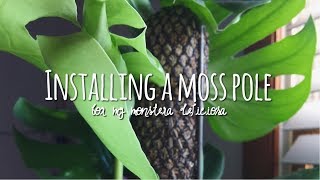 how to install a moss totem 🌵  monstera deliciosa houseplant support 🌿 [upl. by Einnep604]