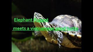 Elephant Puppet meets a vietnamese pond turtle [upl. by Braden361]