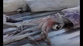 Καθαρίζω καλαμαράκια εύκολα σε 4 λεπτά  How to prepare squid [upl. by Yelkcub]