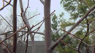 Pruning Young Trees [upl. by Langer441]