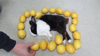 Waking A Sleeping Rabbit By Surrounding Him With Lemons [upl. by Triplett776]