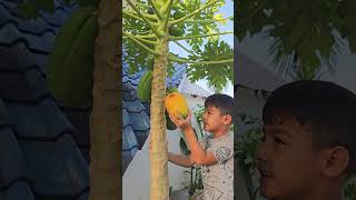 Harvesting Papayas in Our Home Garden [upl. by Fredela]