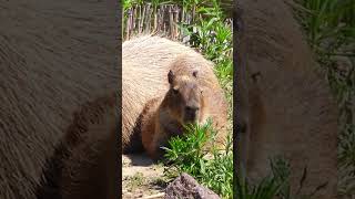 Capybaras  capybara cute funny 🍭⭐️💕 [upl. by Laved53]