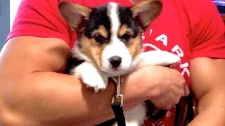 CORGI PUPPY Comes Home  Gatsbys First Day [upl. by Letnohc]