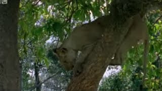 Lion Cubs Trying to Hunt Baboons  Wildlife  BBC Studios [upl. by Aztinaj491]