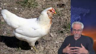 Review of the Easter Layer  Araucanas  Ameraucanas  Chickens from McMurray Hatchery [upl. by Cornwell514]