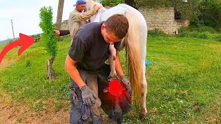 This horse COULDNT stand the smell was VERY HORRIBLE  full horse hoof cleaning [upl. by Cheffetz]