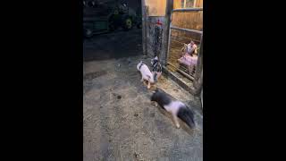 Piggies on the run farming pig piggy funnyshorts funnyanimals [upl. by Nosaj573]