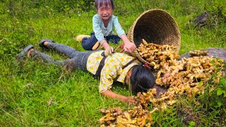 Full video of the process of harvesting fruits and vegetables for sale [upl. by Siffre364]