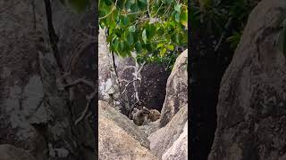 Rock Wallabys at Magnetic Island [upl. by Issy]