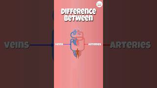 Arteries vs Veins What’s the Difference [upl. by Kramal]