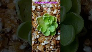 Pinguicula Esseriana quotTiny but mighty beautifulquot Esseriana CarnivorousPlants Pinguicula india [upl. by Redle]