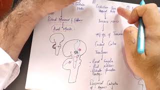 guyton chapter 57 part 2 Neuronal circuit of cerebellum afferent and efferent tracts of cerebellum [upl. by Barger]