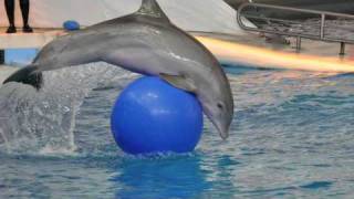 Dolphin Show [upl. by Hiro]