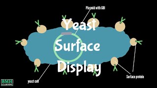 Yeast Display  Yeast Surface Display [upl. by Norved293]