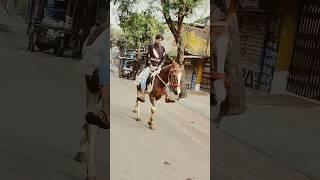 Lakdi ki Kathi Kathi pe ghoda palki lakdikikathi kathipeghoda ghodagadi horseriding viralshort [upl. by Nanis]