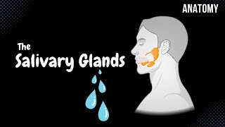 Minor amp Major Salivary Glands Parotid Submandibular Sublingual Anatomy [upl. by Latsyrk]