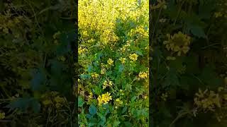 Wild mustard 🌶️ greens 😋 nature botany herbalmedicine foraging [upl. by Euqinomod395]