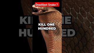 The Worlds Deadliest Snake The Inland Taipan voicereel narrator audioplay audioadventure [upl. by Ahsaercal]