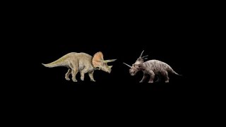 Clash of the horns Styracosaurus vs Triceratops [upl. by Nylatsirk590]