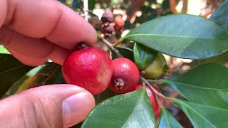 Growing quotSTRAWBERRY GUAVAquot  PSIDIUM CATTLEIANUM [upl. by Aksehcnarf]