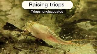 How to raise triops Day 0 and beyond additional tips in description [upl. by Nika7]