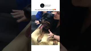 She did this because she cant see her suffering in pain 😔 shortvideo dog doglover black love [upl. by Sirrad774]