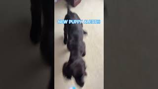 He’s a Boykin SpanielD newpuppies spaniels dogs cutedog [upl. by Ciredor557]