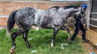 Que Chulada De Caballo Moro  El Comandante 18 VS El Capricornio Carril 2000 Durango Méx [upl. by Landahl834]