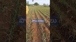 Farm Work in India Telugu [upl. by Leelah]