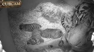 CUB CAM Cute tiger cub triplets play together [upl. by Noivad]