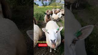 Sheep Sound  Lamb  Bleat  educationalvideo sheep arsm [upl. by Ahsilet]