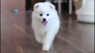 Cute American Eskimo Puppys First Days At Home [upl. by Mallon]