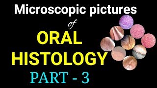 Microscopic pictures of oral histology part 3Dr Poojireddy [upl. by Tecla]