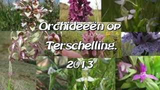 Orchideeën van Terschelling 2013 [upl. by Eeltrebor525]