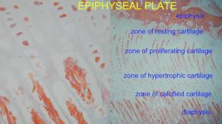 EPIPHYSEAL PLATE [upl. by Notirb306]