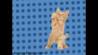 Dancing Cats  Go Kitty Go [upl. by Faustena]