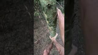 Branchless Climb treeclimbing louisiana nature [upl. by Wally]